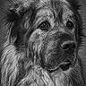 dog, portrait, black_and_white, close_up, animal, fur, canine, mammal, pet, head, face, expression, whiskers, ears, nostrils, eyes, sad, majestic, detailed, studio
