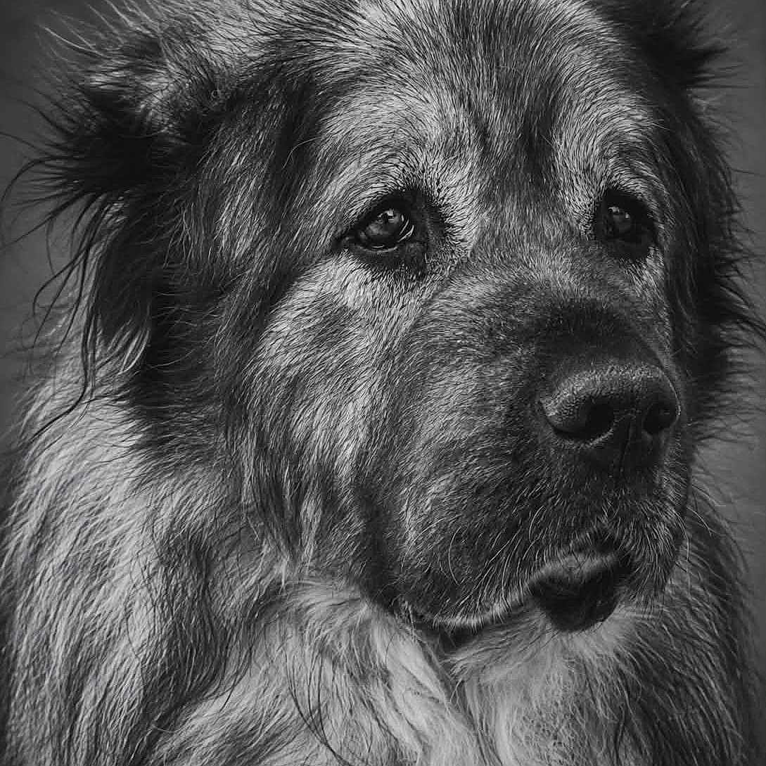 Lysko