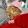cat, orange_cat, pet, animal, cute, hat, bonnet, pink, pom_poms, resting, lap, red_pants, grey_shirt, furry, cozy, sleepy, indoor, close_up, adorable, domestic_animal