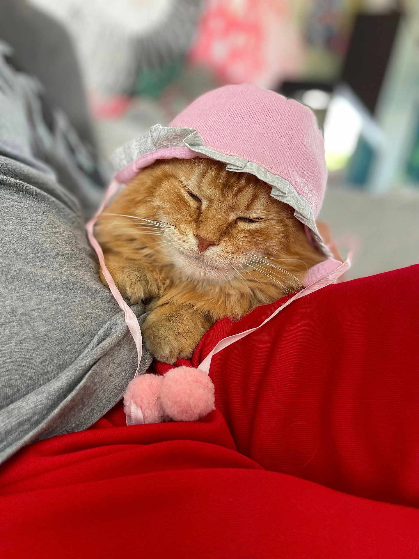 Rourou a rejoint le concours — aidez-le/la à gagner de superbes lots ! cat, orange_cat, pet, animal, cute, hat, bonnet, pink, pom_poms, resting, lap, red_pants, grey_shirt, furry, cozy, sleepy, indoor, close_up, adorable, domestic_animal