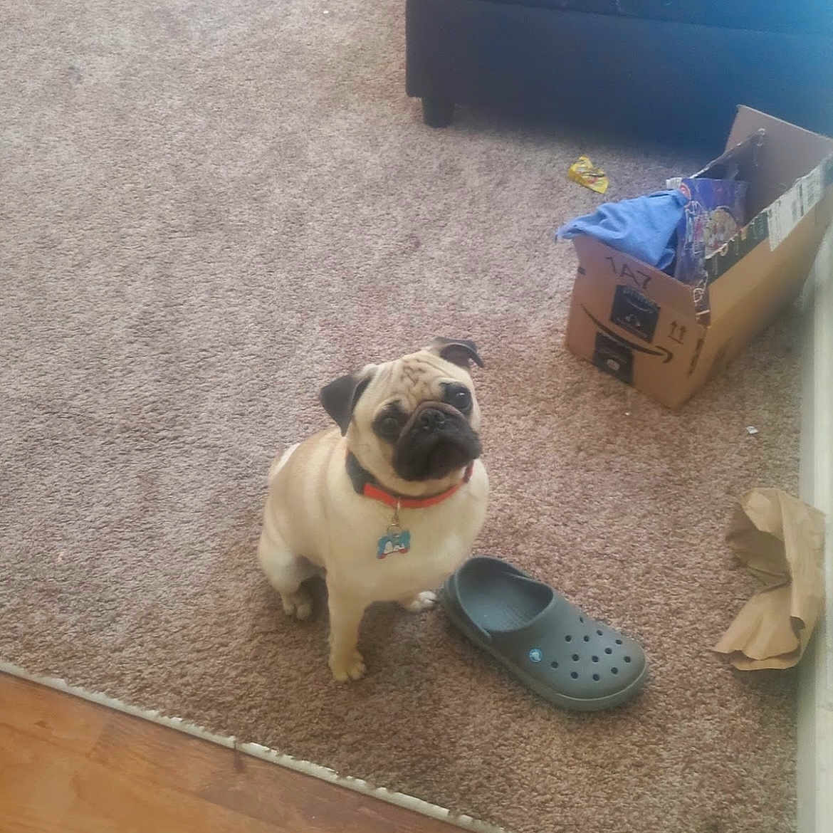 Puggie is registered to the contest to win money with this photo: canidae, carnivore, carton, collar, companion_dog, dog, dog_breed, dog_collar, fawn, floor, flooring, hardwood, pet_supply, pug, shipping_box, snout, sporting_group, tail, toy_dog, wood