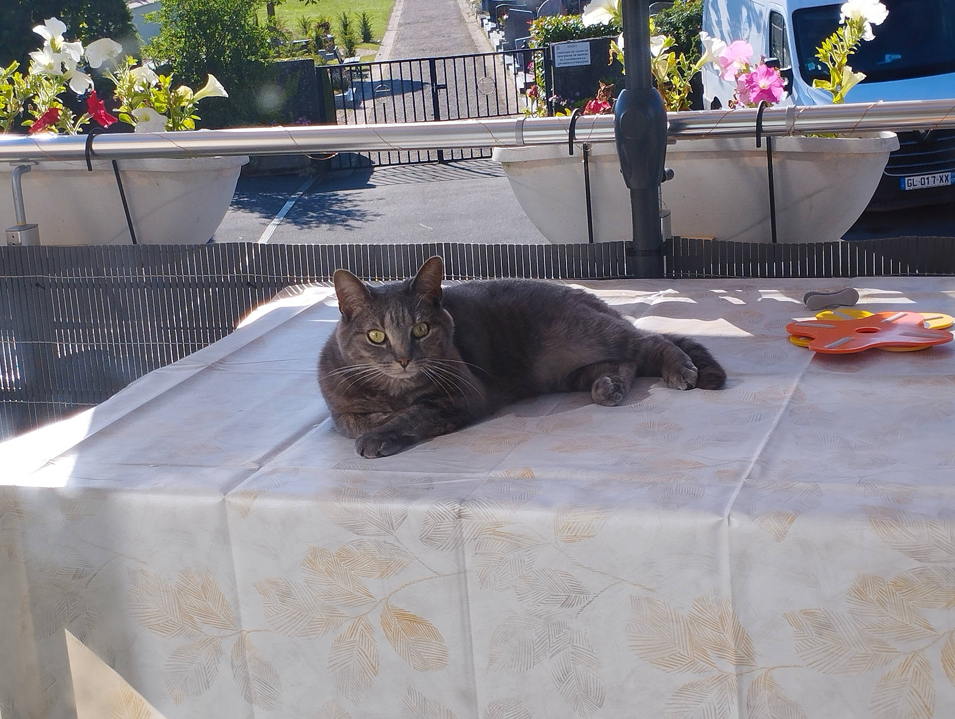 Plume participe au concours pour gagner de l'argent avec cette photo : animal, car, cat, flower, flowerarrangement, flowerbouquet, furniture, manx, path, person, pet, plant, pottedplant, pottery, slate, table, tablecloth, transportation, vehicle, walkway
