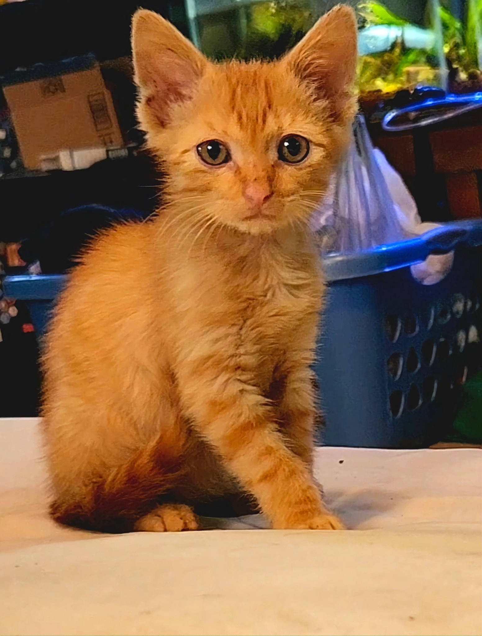 Candy joined the competition — help win amazing prizes! carnivore, cat, claw, domestic_short_haired_cat, fawn, felidae, flowerpot, fur, houseplant, paw, photo_caption, plant, sitting, small_to_medium_sized_cats, snout, tail, terrestrial_animal, whiskers, window