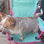 Bandit Kellar is registered to the contest to win money with this photo: animal, brown, camping_chair, chair, closeup, collar, daytime, dirt, dog, ears, fur, nature, outdoor, pet, pink, relaxed, tail, teal, white, wood