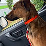 dog, brown_dog, orange_collar, red_leash, car_interior, window, side_view_mirror, tree, bush, building, greenery, pet, animal, canine, looking_out_window, seat, door_handle, leash, calm, profile