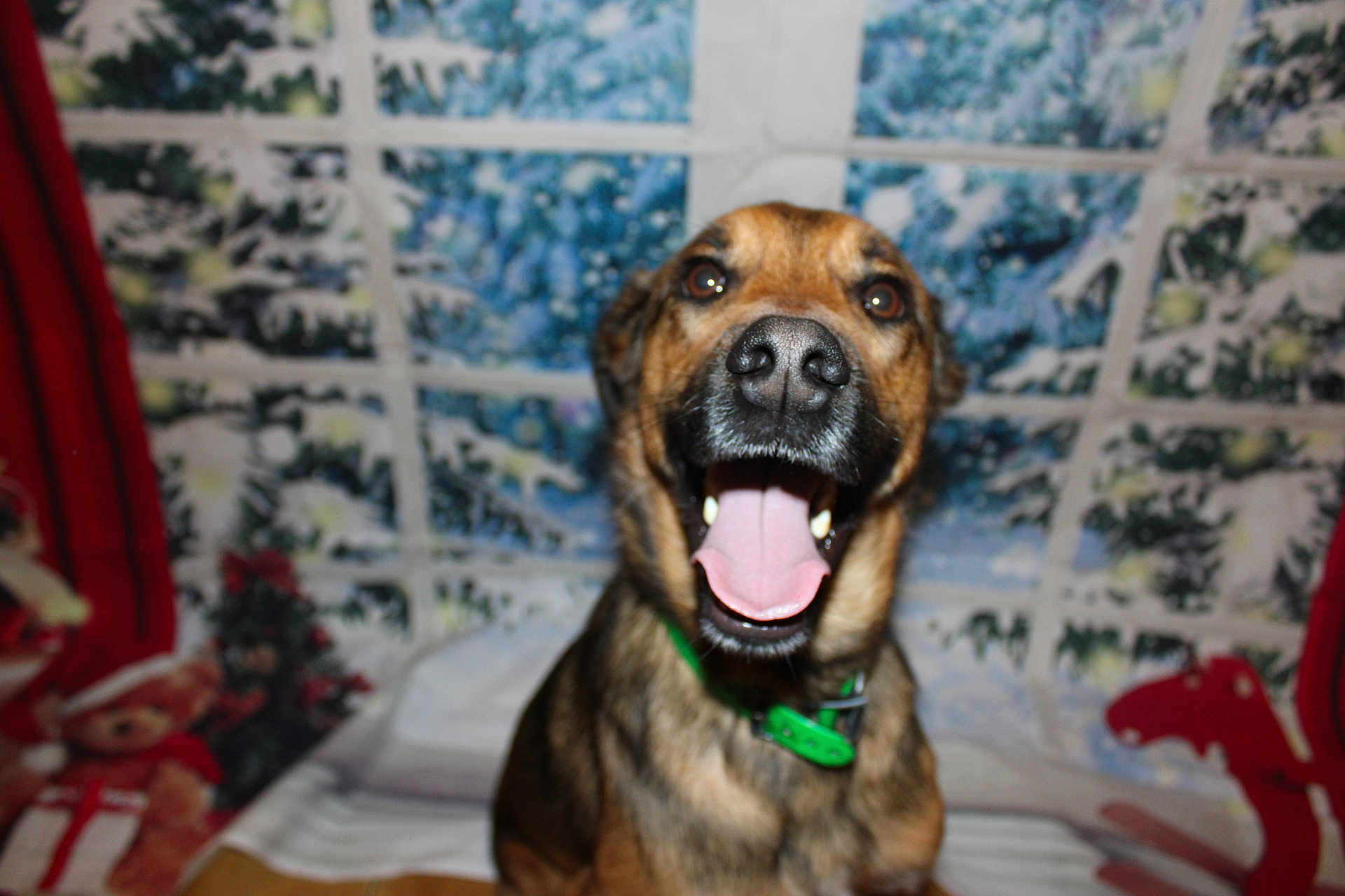Vox participe au concours pour gagner de l'argent avec cette photo : dog, canine, pet, tongue_out, green_collar, indoor, festive, holiday, winter, decorations, background, smiling, portrait, animal, cute, happy, mammal, domestic_animal, fur, sitting