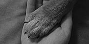 Vox participe au concours pour gagner de l'argent avec cette photo : black_and_white, hand, dog_paw, tattoo, close_up, fur, skin, texture, friendship, trust, animal, human, touch, comfort, bond, resting, paw_nails, monochrome, background, fabric