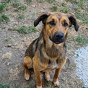 Vox participe au concours pour gagner de l'argent avec cette photo : dog, animal, pet, outdoor, grass, brown, sitting, canine, ears, fur, muzzle, eyes, nose, paw, watchful, ground, nature, domestic, friendly, companion