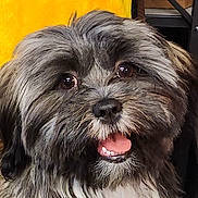 Riley joined the competition — help win amazing prizes! dog, close_up, portrait, fluffy, gray_fur, black_fur, tongue_out, smiling, eyes, nose, teeth, whiskers, pet, indoor, yellow_background, chair, fur_texture, expressive_face, small_breed, adorable