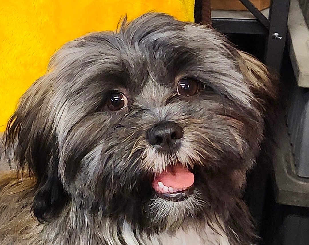 Riley joined the competition — help win amazing prizes! dog, close_up, portrait, fluffy, gray_fur, black_fur, tongue_out, smiling, eyes, nose, teeth, whiskers, pet, indoor, yellow_background, chair, fur_texture, expressive_face, small_breed, adorable
