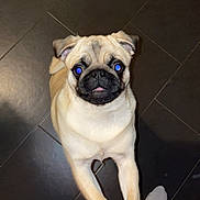 Violette a rejoint le concours — aidez-le/la à gagner de superbes lots ! dog, pug, pet, animal, cute, indoor, floor, tile, paws, legs, red_pajamas, white_socks, looking_up, standing, portrait, mammal, companion, adorable, playful, domestic