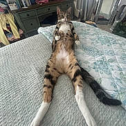 Remi joined the competition — help win amazing prizes! cat, tabby, bed, blanket, furniture, indoor, relaxed, pet, animal, striped, white_paws, tail, resting, cozy, room, dresser, mirror, curtains, carpet, domestic