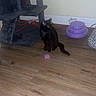 Luna Hernandez joined the competition — help win amazing prizes! baseboard, black_cat, cables, cat, cat_tree, collar, floor, hardwood_floor, indoor, pet_bed, pet_toys, pink_toy, portrait, purple_toy, scratching_post, shadow, sitting, toy, wall, whiskers