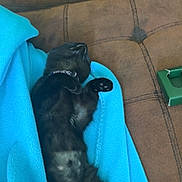 Luna Hernandez joined the competition — help win amazing prizes! black_cat, blanket, blue_blanket, cat, collar, couch, cozy, fur, green_box, indoor, kitten, living_room, nap, paw, pet, relaxed, sleeping, sofa, stitching, upholstery