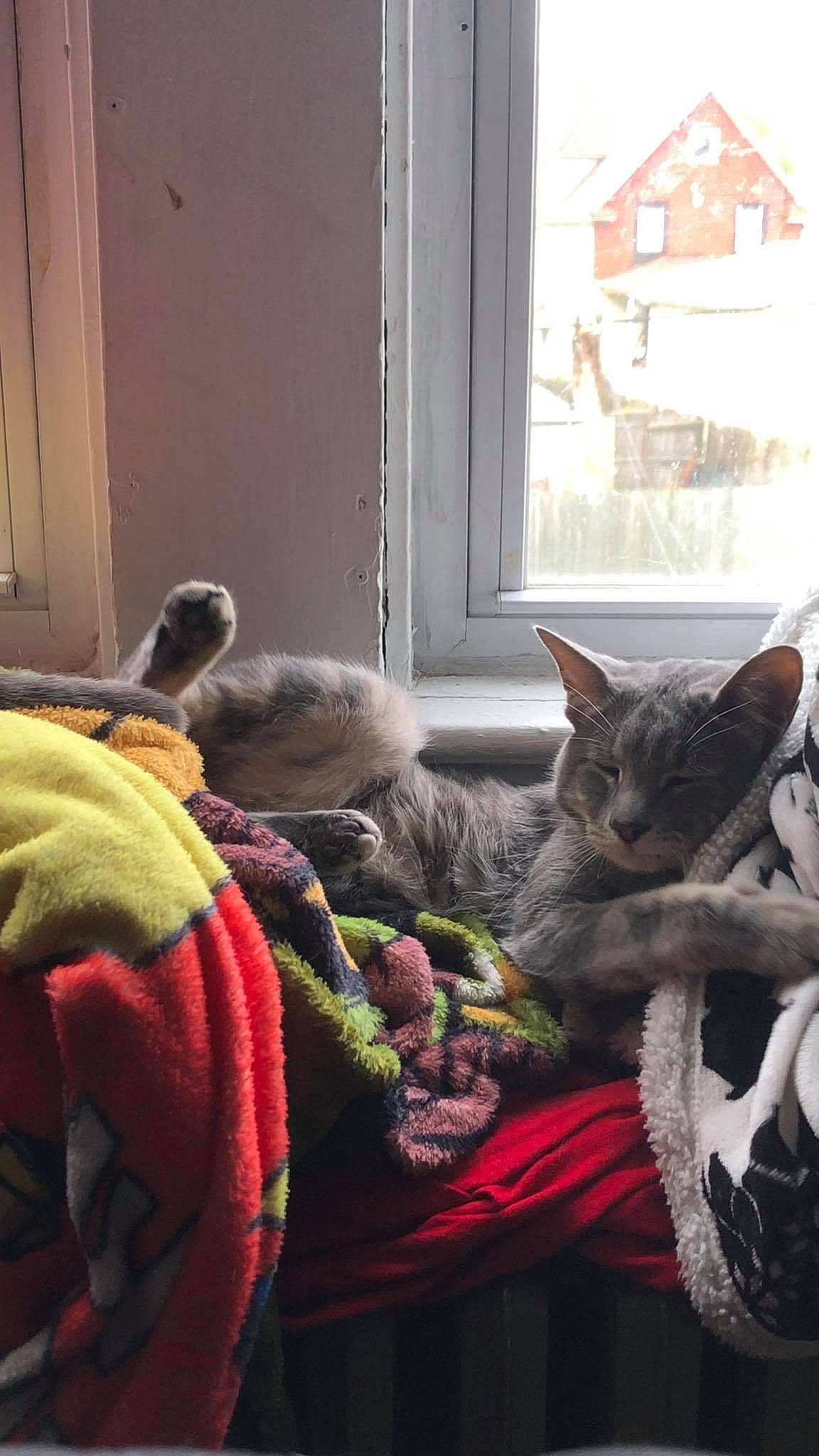 Leroy Jethro Gibbs is registered to the contest to win money with this photo: black_cat, carnivore, cat, comfort, domestic_short_haired_cat, door, felidae, fur, grey, linens, nap, pattern, room, sitting, small_to_medium_sized_cats, tail, whiskers, window, wood, wool