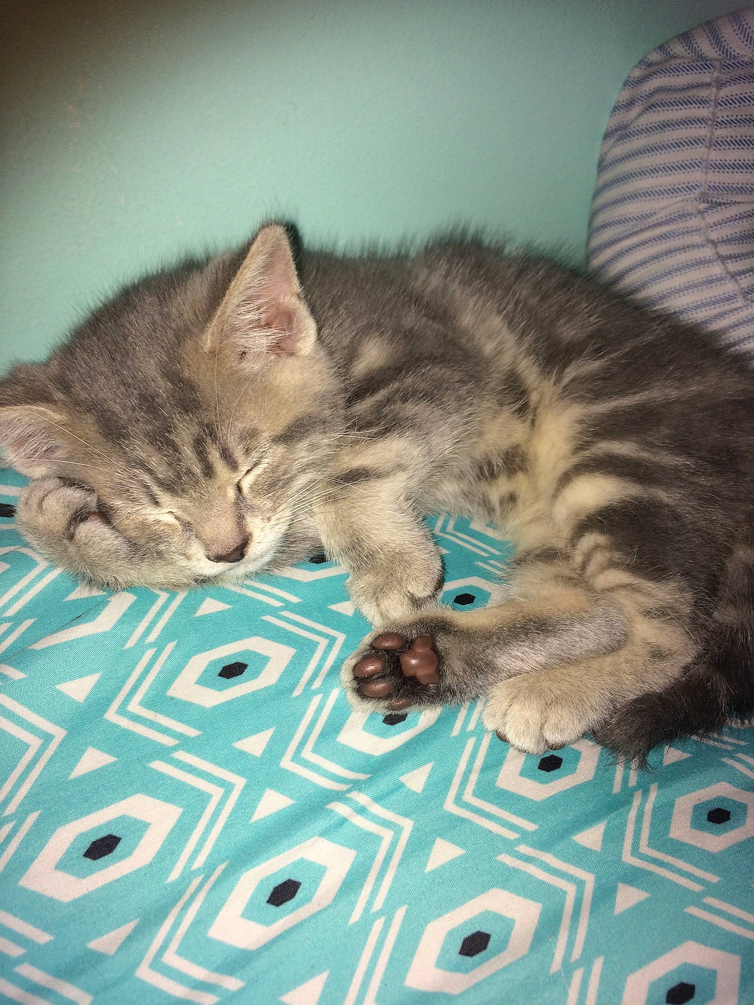 Gibbs is registered to the contest to win money with this photo: carnivore, cat, claw, comfort, couch, domestic_short_haired_cat, eye, fawn, felidae, fur, mammal, nap, paw, sleep, small_to_medium_sized_cats, snout, tail, terrestrial_animal, vertebrate, whiskers