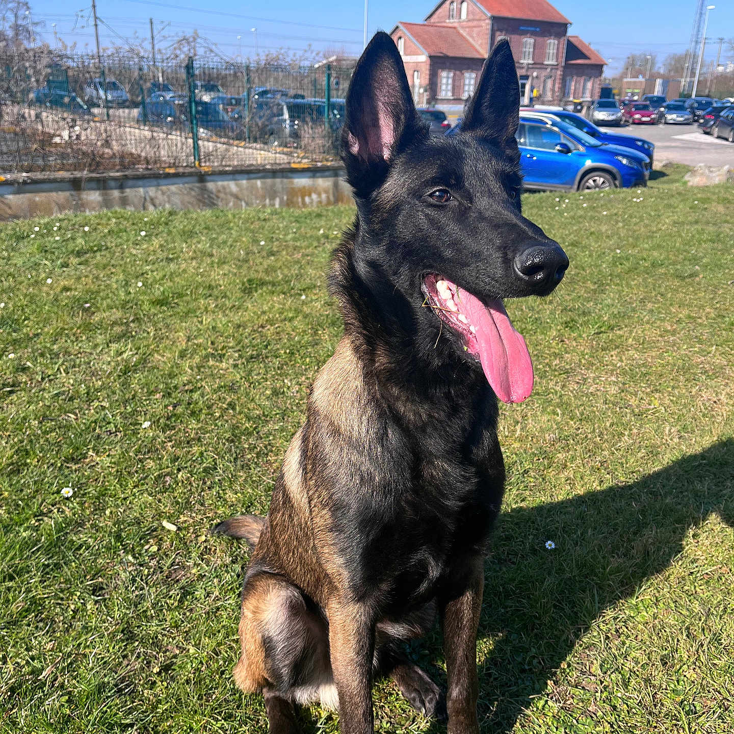 Booboo participe au concours pour gagner de l'argent avec cette photo : alert, animal, belgian_malinois, blue_sky, building, canine, car, daytime, dog, ears, grass, happy, nature, outdoor, parking_lot, pet, shadow, sitting, sunny, tongue