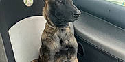 Booboo participe au concours pour gagner de l'argent avec cette photo : dog, puppy, car, car_seat, pet, canine, young_dog, window, looking_out, indoor, vehicle, seatbelt, black_and_brown, alert, sitting, side_view, animal, domestic_animal, companion, transport