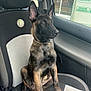 dog, puppy, car, car_seat, pet, canine, young_dog, window, looking_out, indoor, vehicle, seatbelt, black_and_brown, alert, sitting, side_view, animal, domestic_animal, companion, transport