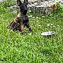 Booboo participe au concours pour gagner de l'argent avec cette photo : dog, puppy, grass, flowers, metal_bowl, stone, outdoor, nature, greenery, field, road, ears, sitting, animal, canine, young_dog, flora, daylight, pet, curious