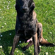 Booboo a rejoint le concours — aidez-le/la à gagner de superbes lots ! dog, black_dog, brown_dog, grass, daisies, flower, outdoor, pet, canine, sitting, ears_up, fur, animal, nature, sunlight, greenery, looking_at_camera, tongue_out, shadow, garden