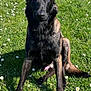 dog, black_dog, brown_dog, grass, daisies, flower, outdoor, pet, canine, sitting, ears_up, fur, animal, nature, sunlight, greenery, looking_at_camera, tongue_out, shadow, garden