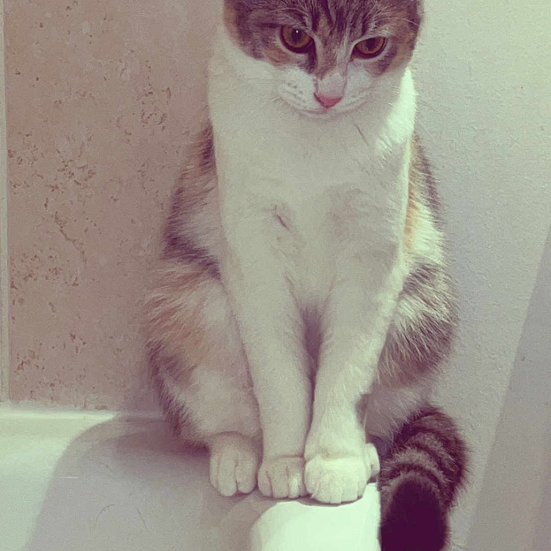 Mavie