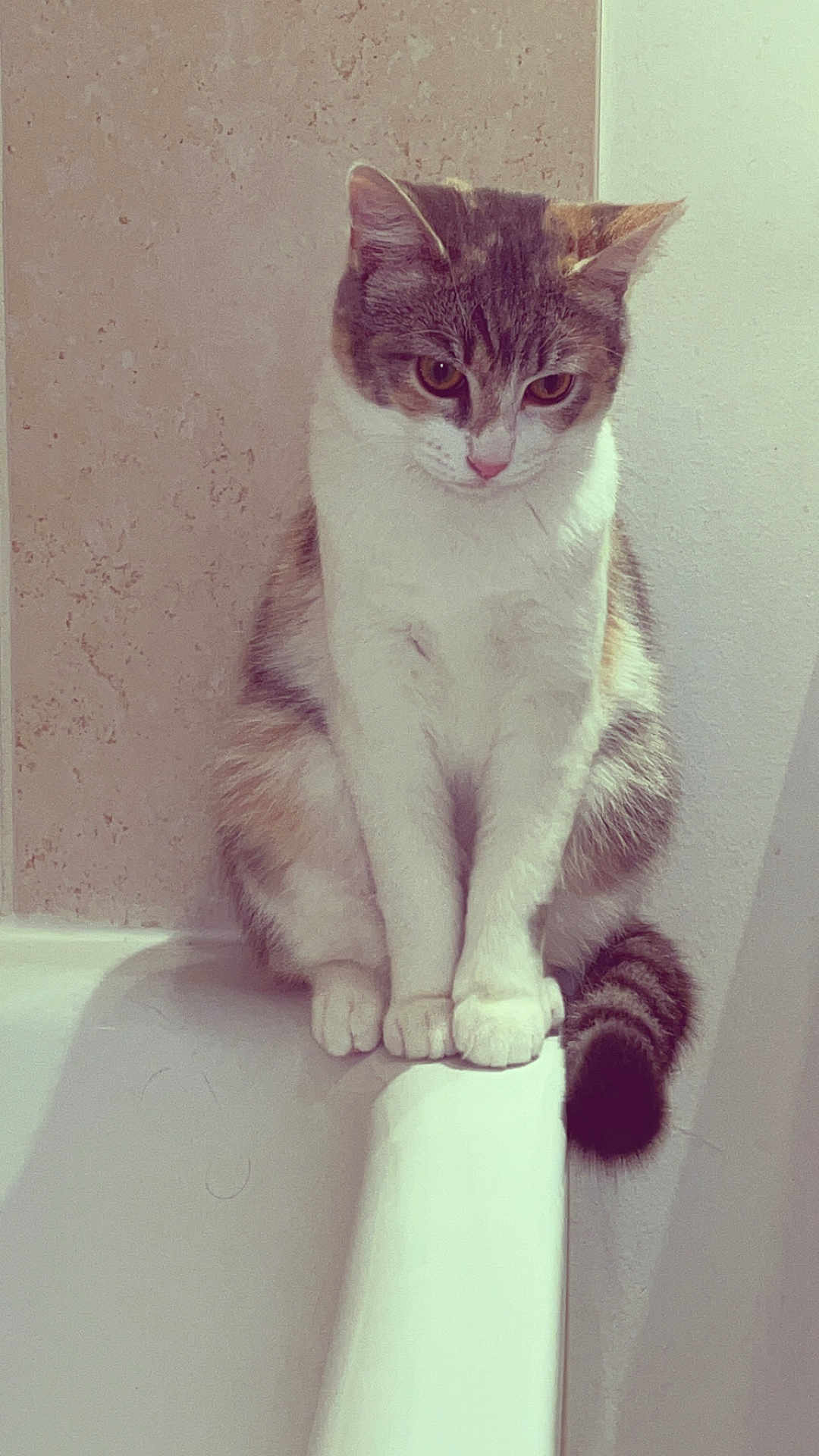 Mavie a rejoint le concours — aidez-le/la à gagner de superbes lots ! cat, pet, indoor, bathtub, feline, sitting, curious, white, brown, striped_tail, paws, wall, quiet, animal, domestic, fur, cute, small, household, resting