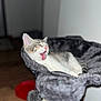 Mavie participe au concours pour gagner de l'argent avec cette photo : cat, feline, pet, sleeping, yawning, tongue, cat_bed, scratching_post, furry, cute, indoor, resting, animal, whiskers, pink_nose, tabby, cozy, relaxed, soft, paw