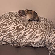 Mavie participe au concours pour gagner de l'argent avec cette photo : kitten, cat, pet, animal, bed, pillow, patterned_pillow, gray, white, orange, fur, cozy, indoor, resting, small, cute, curious, sleepy, soft_lighting, neutral_colors