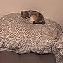 kitten, cat, pet, animal, bed, pillow, patterned_pillow, gray, white, orange, fur, cozy, indoor, resting, small, cute, curious, sleepy, soft_lighting, neutral_colors