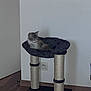 Mavie participe au concours pour gagner de l'argent avec cette photo : kitten, cat, cat_tree, pet, indoor, furniture, floor, wood_floor, wall, curious, cute, small, animal, resting, young, domestic, cozy, household, platform, black