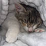 cat, kitten, sleeping, paw, fur, blanket, white, soft, cozy, resting, cute, animal, pet, indoor, warm, snuggled, fur_texture, peaceful, comfort, cuddle
