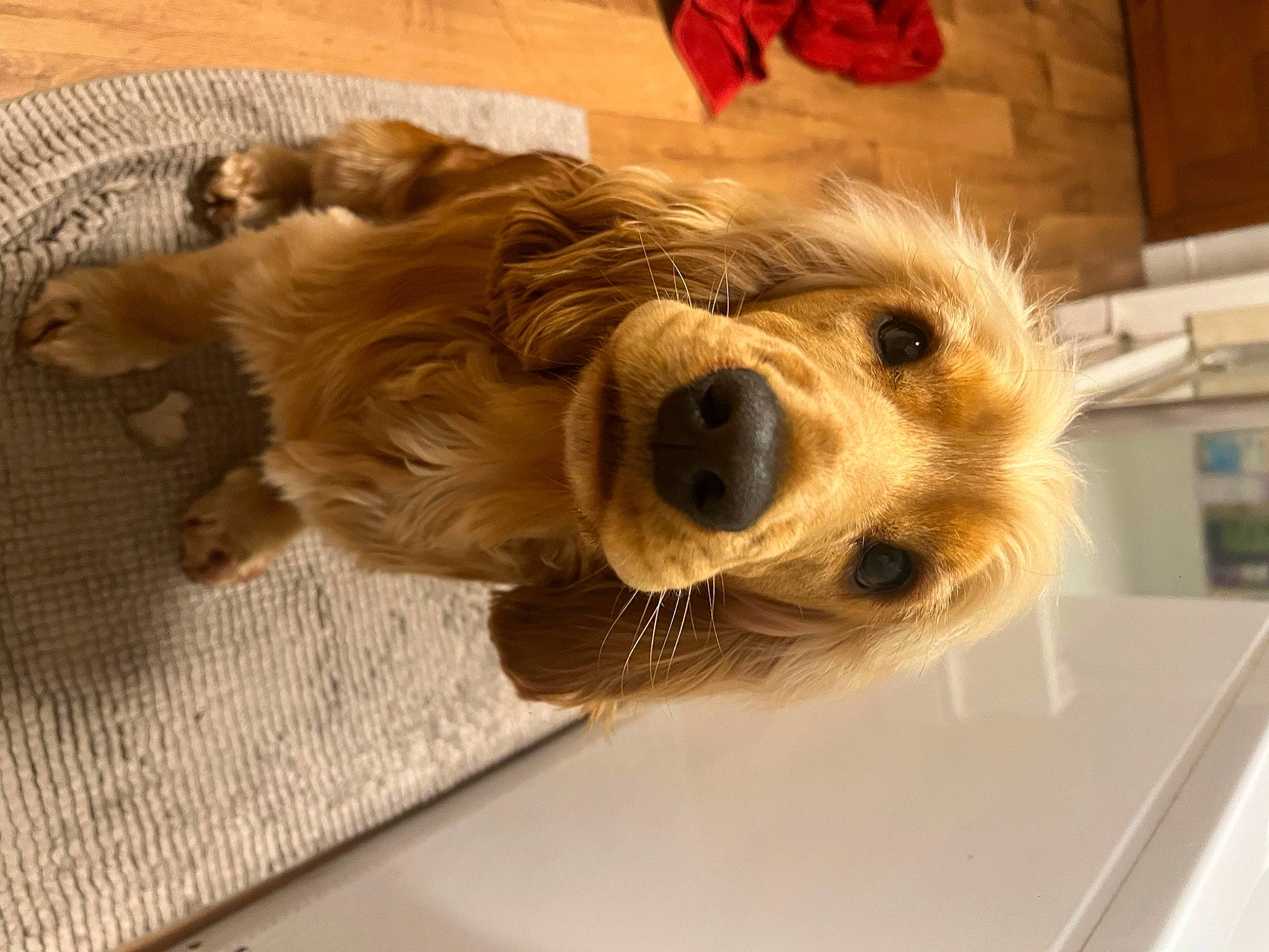 Blu joined the competition — help win amazing prizes! canidae, carnivore, companion_dog, dog, dog_breed, dog_supply, fawn, fur, liver, pet_supply, small_terrier, snout, sporting_group, terrier, wood, working_animal