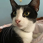 Oreo is registered to the contest to win money with this photo: cat, animal, black_and_white, close_up, pet, whiskers, fur, indoor, bed, curious, yellow_eyes, portrait, feline, soft_light, domestic_animal, cute, relaxed, face, ears, nose