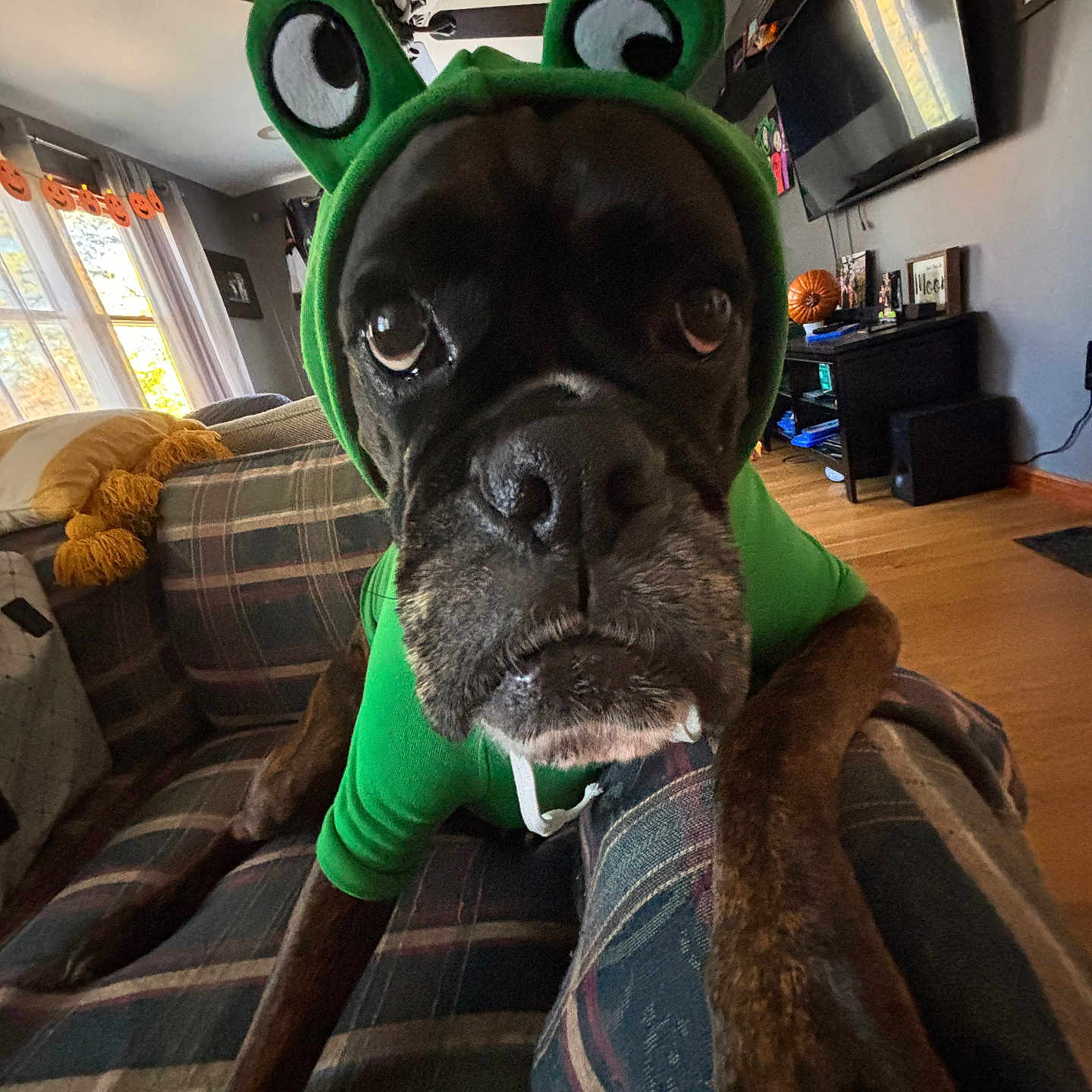 Mayzie is registered to the contest to win money with this photo: animal, blanket, close_up, costume, curtains, cute, decorations, dog, frog, green, halloween, indoors, living_room, pet, plaid_couch, pumpkin, shelf, television, window, wood_floor