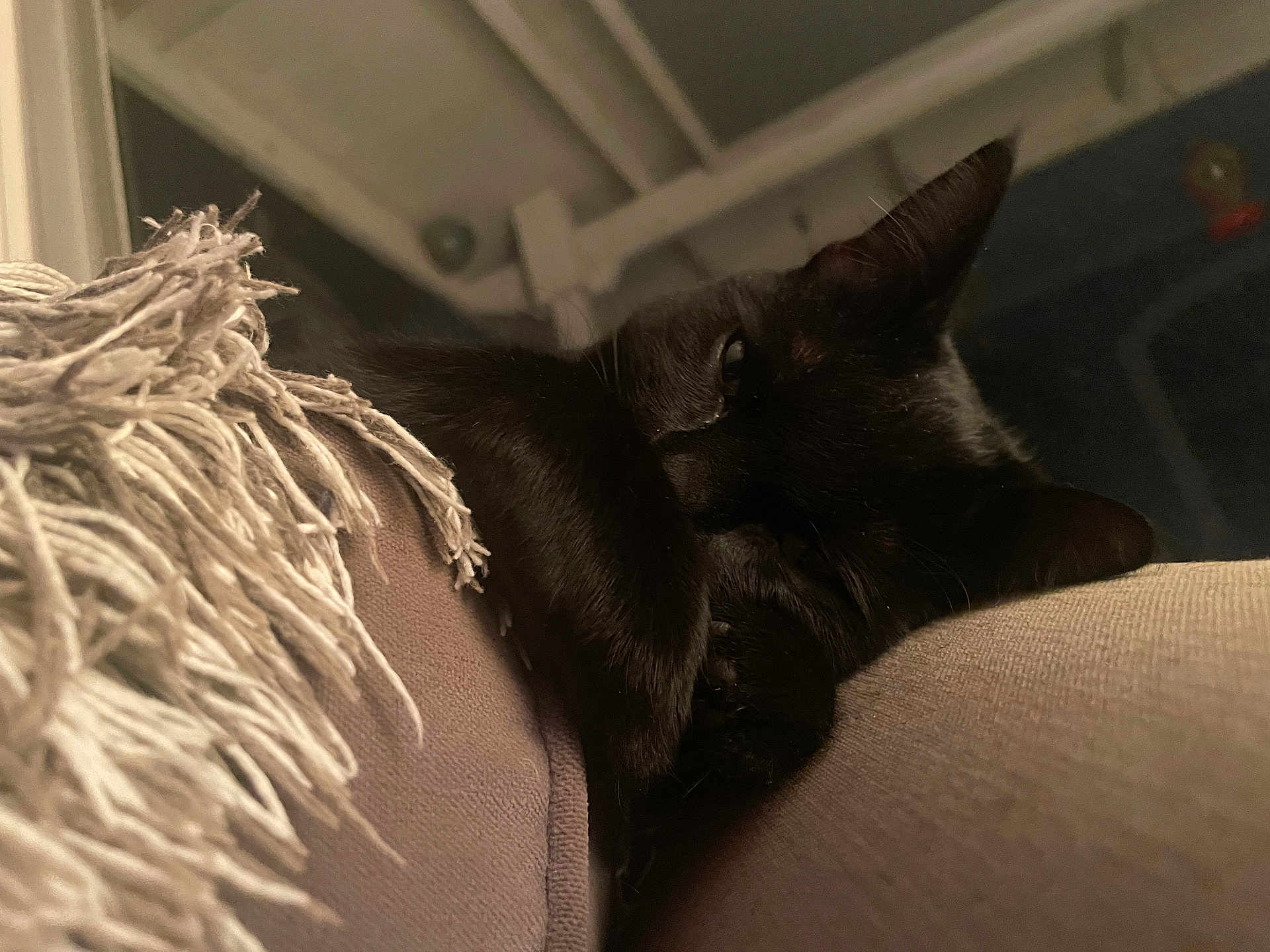 Nova