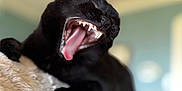 Nova is registered to the contest to win money with this photo: black_cat, cat, yawning, teeth, tongue, pet, feline, indoor, soft_blanket, cozy, close_up, animal, resting, fur, cute, mammal, whiskers, relaxed, sleepy, mouth_open