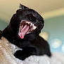 black_cat, cat, yawning, teeth, tongue, pet, feline, indoor, soft_blanket, cozy, close_up, animal, resting, fur, cute, mammal, whiskers, relaxed, sleepy, mouth_open