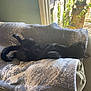 Nova is registered to the contest to win money with this photo: black_cat, cat, indoor, blanket, couch, sunlight, window, relaxing, pet, feline, animal, resting, cozy, comfortable, home, fur, curled_tail, paw, sleeping, daylight