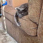 Smoki joined the competition — help win amazing prizes! cat, gray_cat, couch, furniture, indoor, relaxed, pet, animal, stretching, paw, cozy, living_room, carpet, box, texture, home, resting, lazy, cute, fur