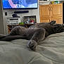 Smoki is registered to the contest to win money with this photo: cat, gray_cat, bed, bedroom, furniture, cabinet, television, printer, clothing, relaxed, stretching, indoor, pet, feline, cozy, home, sleeping, paw, resting, lazy