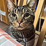 cat, tabby, indoor, tablecloth, plaid, wooden_chair, furniture, pet, animal, whiskers, ears, face, eyes, cute, curious, closeup, domestic_cat, mammal, household, background