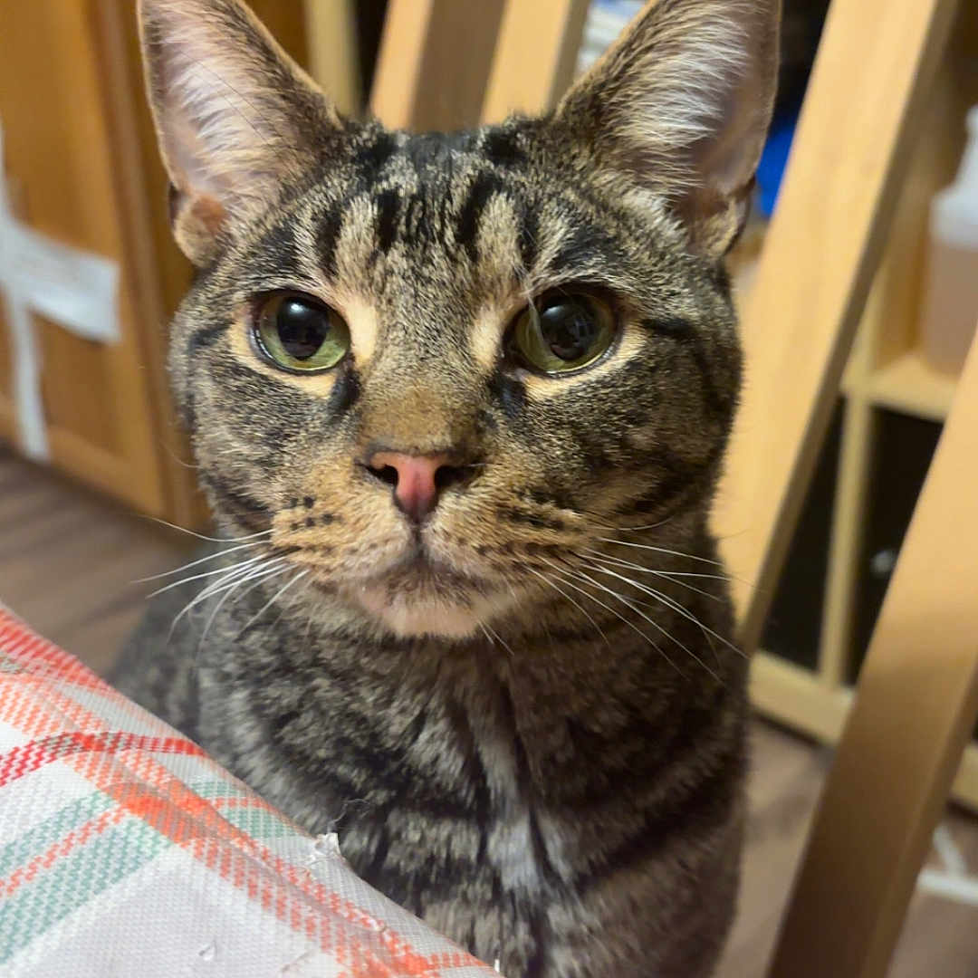 Michaelangelo joined the competition — help win amazing prizes! animal, background, cat, closeup, curious, cute, domestic_cat, ears, eyes, face, furniture, household, indoor, mammal, pet, plaid, tabby, tablecloth, whiskers, wooden_chair