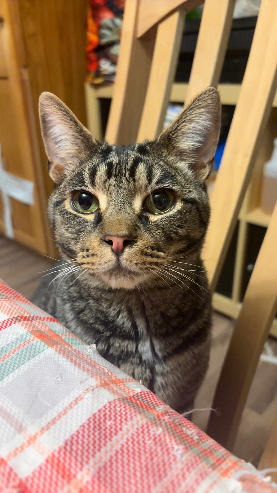 Michaelangelo joined the competition — help win amazing prizes! cat, tabby, indoor, tablecloth, plaid, wooden_chair, furniture, pet, animal, whiskers, ears, face, eyes, cute, curious, closeup, domestic_cat, mammal, household, background
