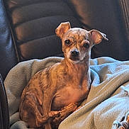 Cubby is registered to the contest to win money with this photo: dog, small_dog, brindle_coat, pet, blanket, leather_chair, indoor, cozy, curled_up, ears, fur, cute, animal, companion, looking_at_camera, resting, soft_texture, home, comfort, expression
