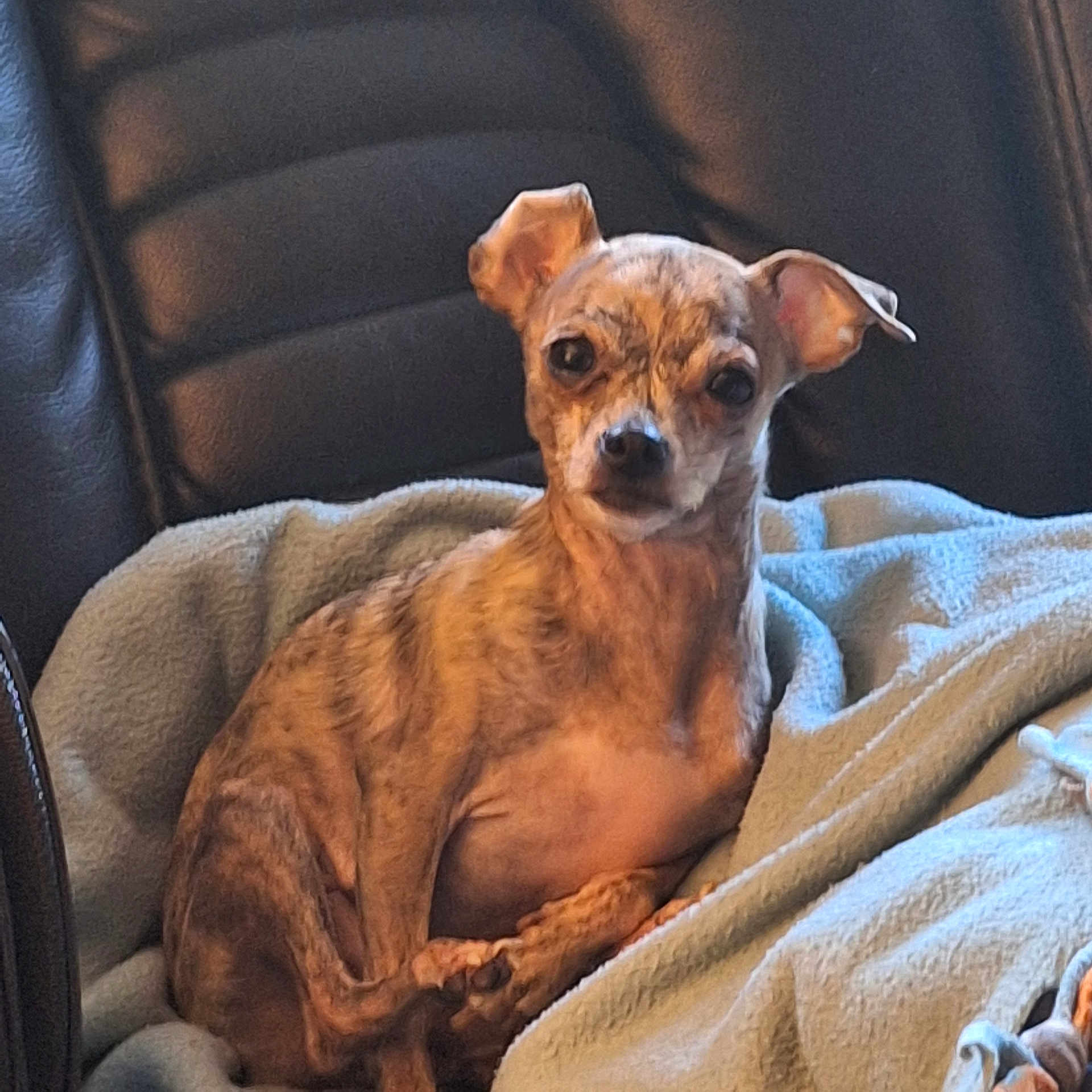 Cubby is registered to the contest to win money with this photo: dog, small_dog, brindle_coat, pet, blanket, leather_chair, indoor, cozy, curled_up, ears, fur, cute, animal, companion, looking_at_camera, resting, soft_texture, home, comfort, expression