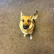 Bubs joined the competition — help win amazing prizes! big_eyes, black_fur, brown_fur, carpet, collar, dog, ears_up, german_shepherd, human_feet, indoor, living_room, looking_up, patterned_tablecloth, paws, pet, sitting, socks, table_leg, tablecloth, top_down_view