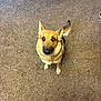big_eyes, black_fur, brown_fur, carpet, collar, dog, ears_up, german_shepherd, human_feet, indoor, living_room, looking_up, patterned_tablecloth, paws, pet, sitting, socks, table_leg, tablecloth, top_down_view