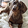 Marcel participe au concours pour gagner de l'argent avec cette photo : dog, dachshund, pet, animal, lying_down, fluffy_blanket, brown_coat, speckled, indoor, curious, portrait, cute, fur, snout, ears, paw, resting, closeup, cozy, soft